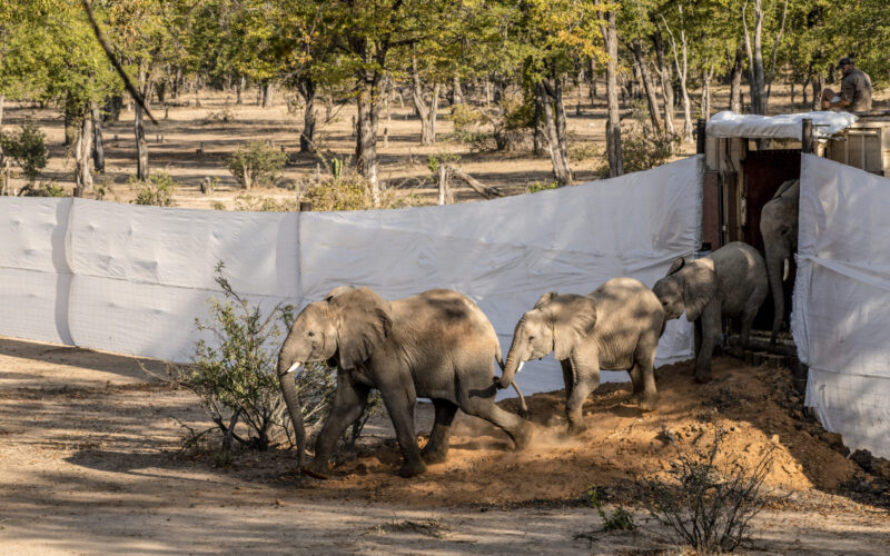 Project Rewild. Beverly Joubert