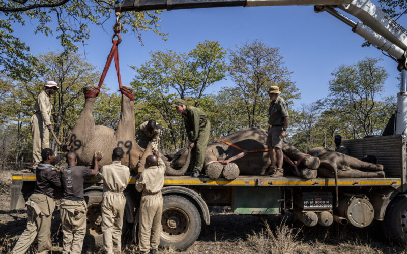 Project Rewild. Beverly Joubert