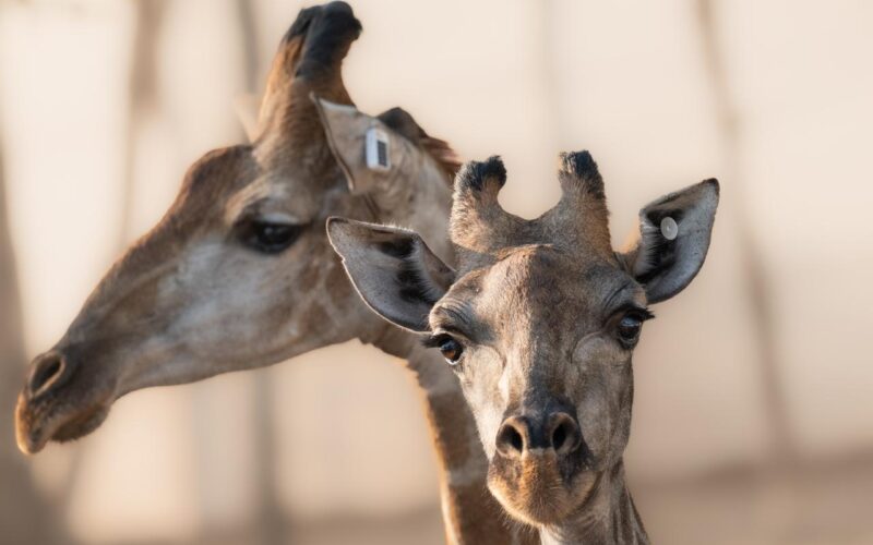 Project Rewild Giraffe Rewilding