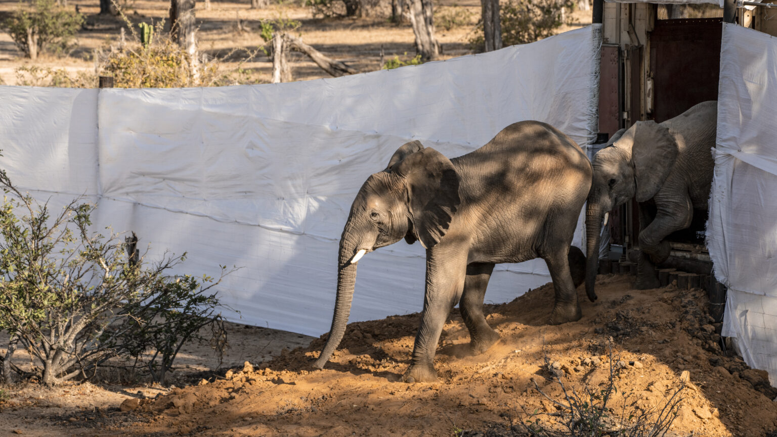 Project Rewild Update: Elephant Translocations and Conservation in ...
