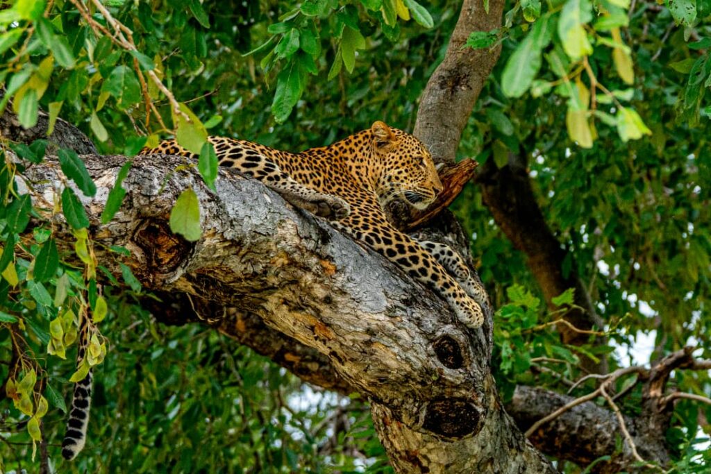 Leopard behaviour. Sapi Reserve. Mid Zambezi Zimbabwe. By Olivia