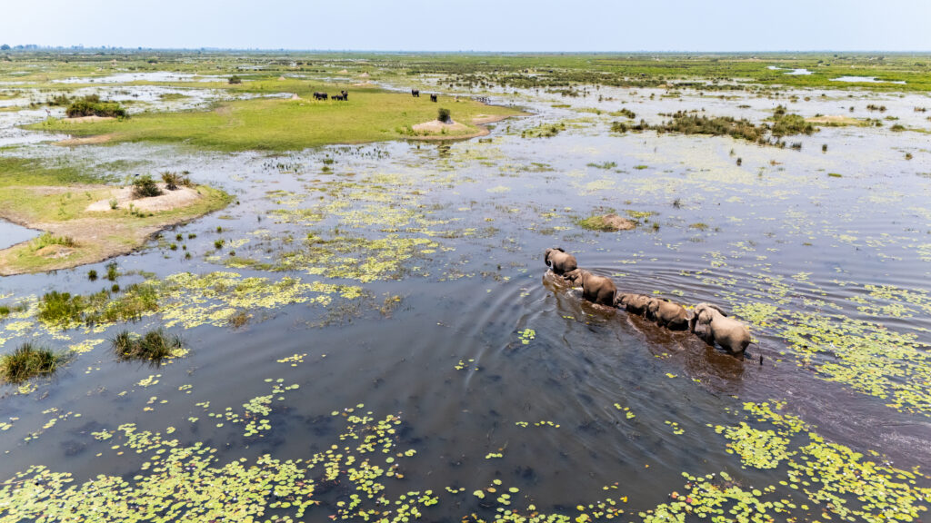 Great Plains Foundation Nature Conservation. Okavango Delta Botswana
