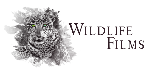 Great Plains Foundation Annual Report 2025 Wildlife Films